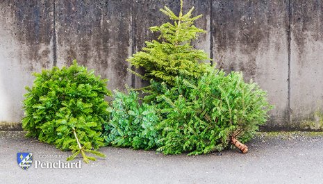 Penchard - Collecte des sapins 2020